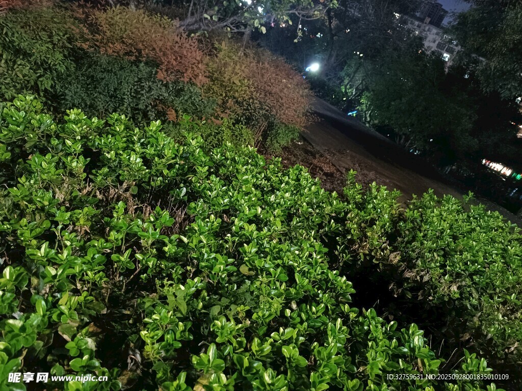 俯瞰翠绿繁茂的植物景观