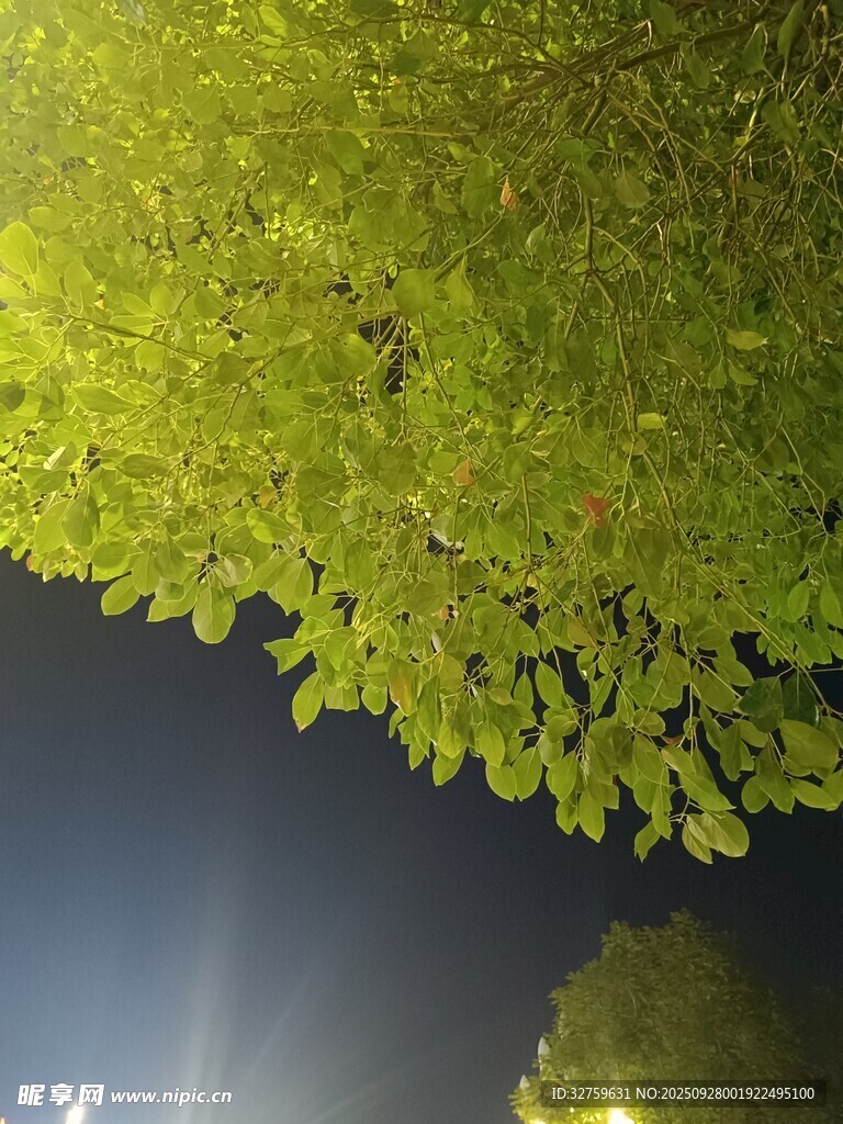 夜幕下的繁茂树叶