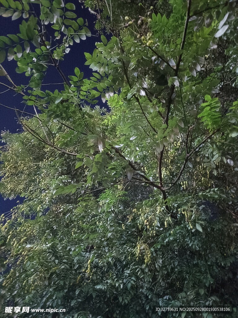 夜空下繁茂的绿树
