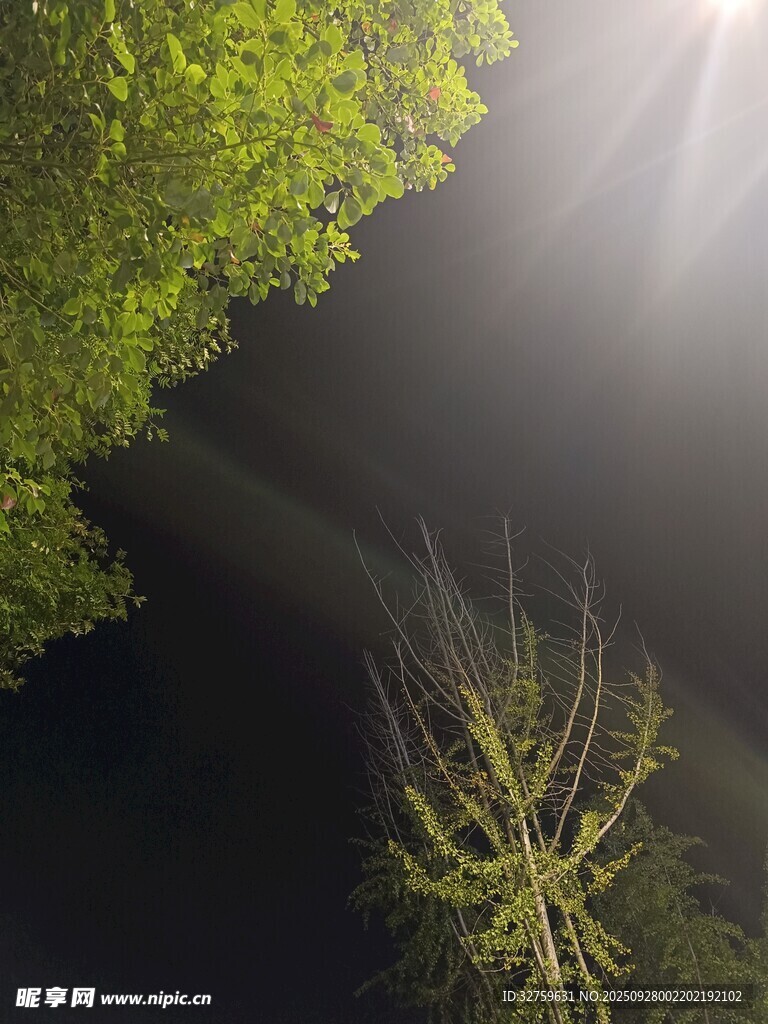 林间光束下的嫩绿植物