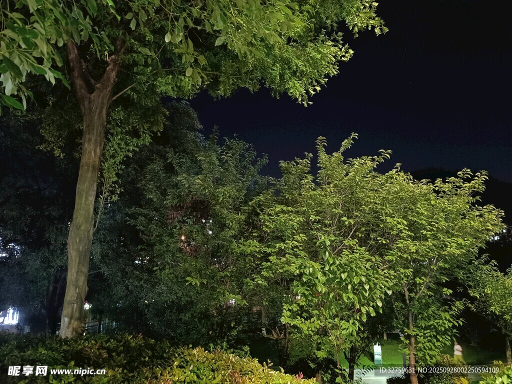 夜晚公园绿树夜景