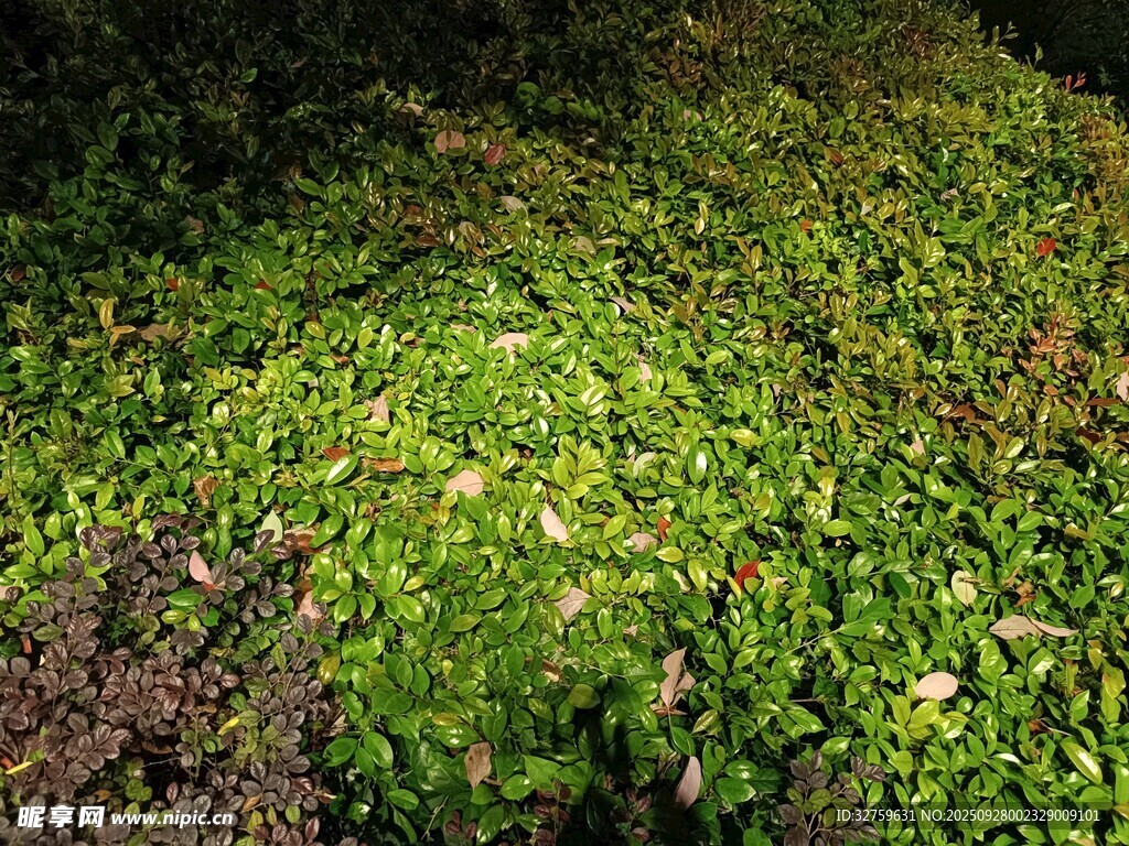 翠绿苔藓覆盖的地面景观