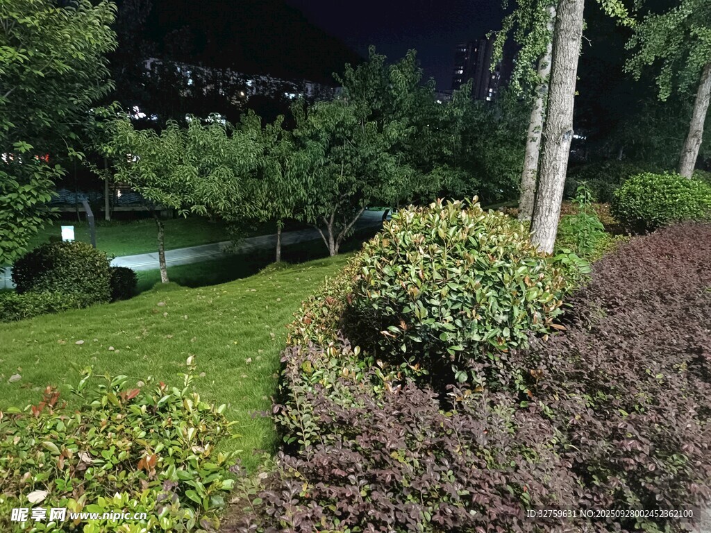夜晚绿植景观