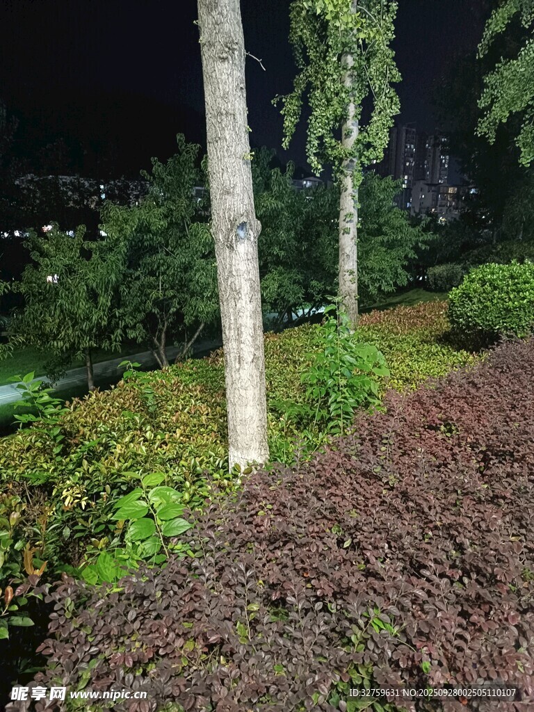 夜间绿植景观