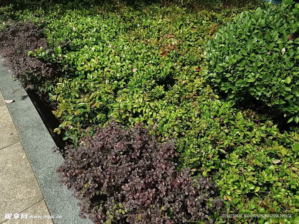 多彩绿植景观