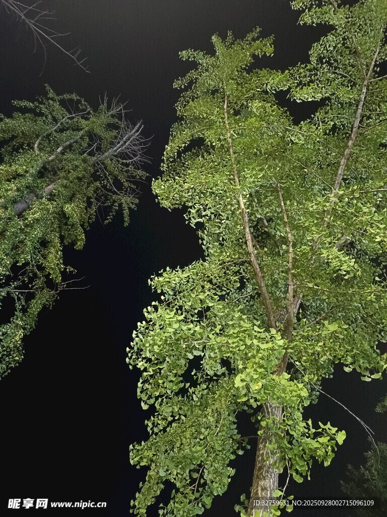 夜间翠绿树木特写