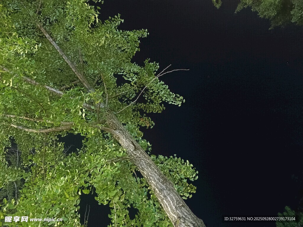 俯瞰葱郁树木与深色水面