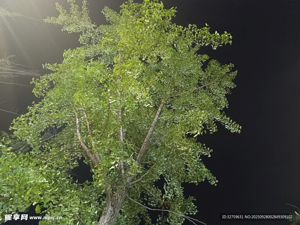 仰视视角下的葱郁绿树