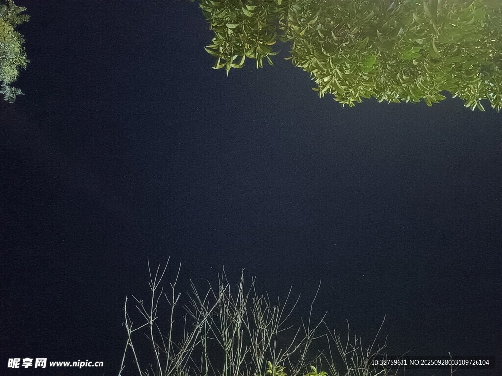 静谧水面上的绿植倒影