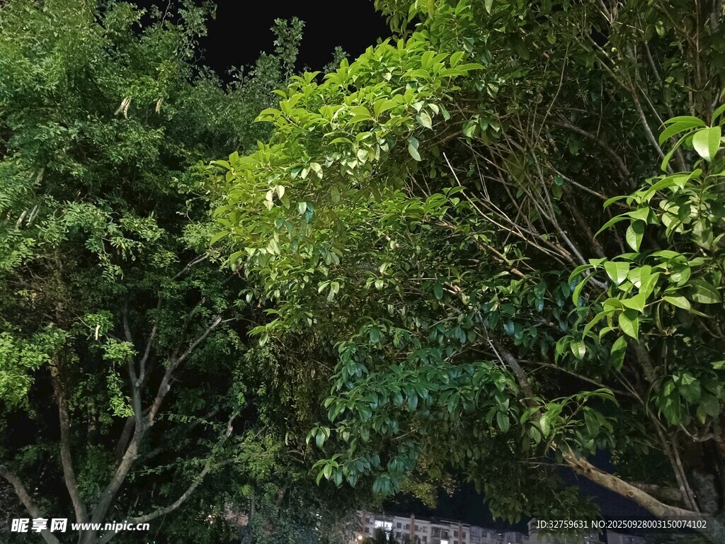 繁茂树林中的自然景致