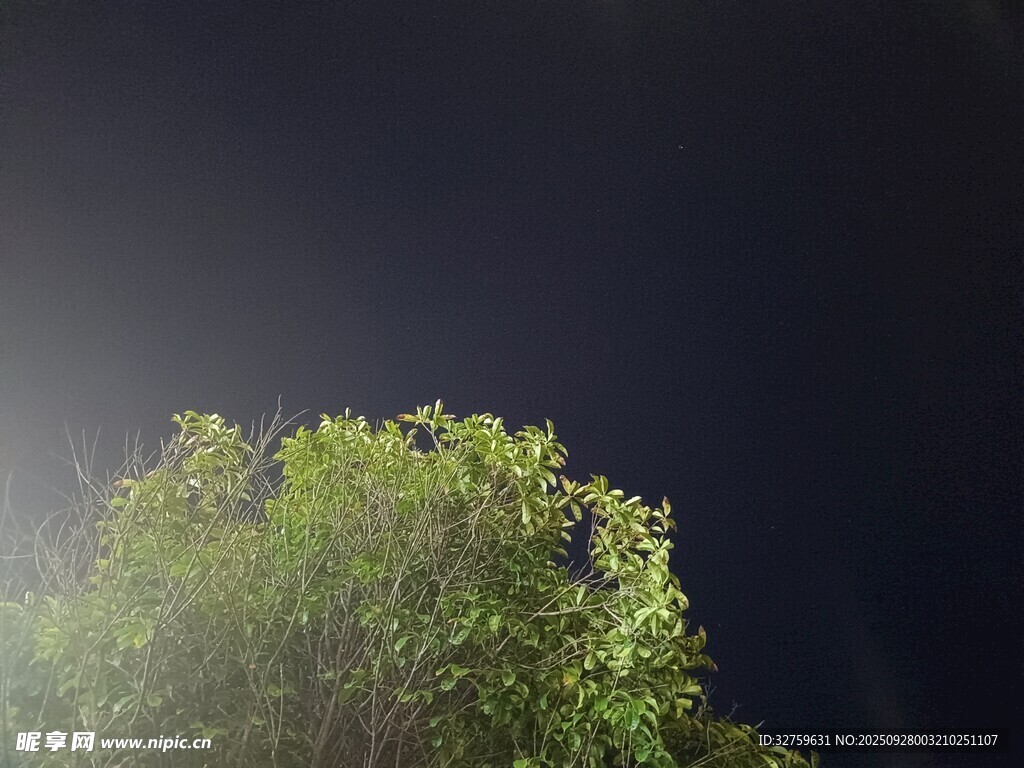 暗夜中闪耀的翠绿树冠