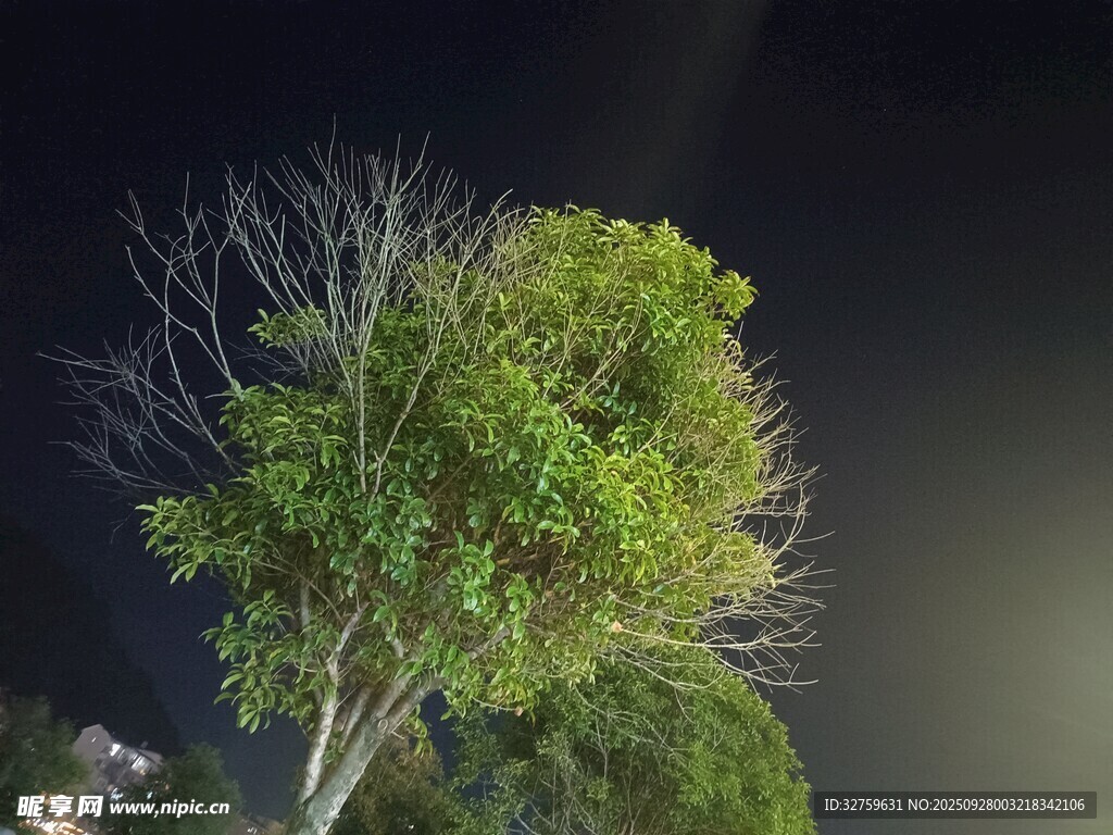 夜空下的葱郁树木