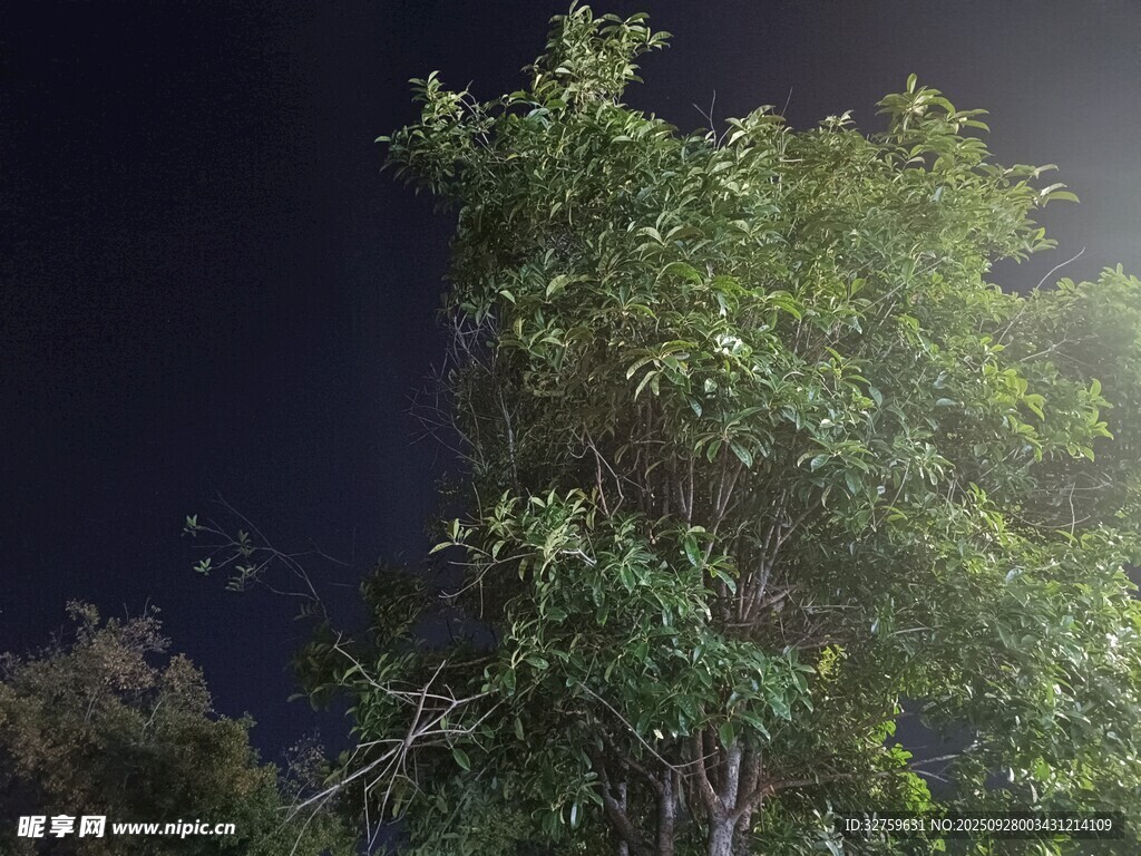 夜晚中的葱郁树木