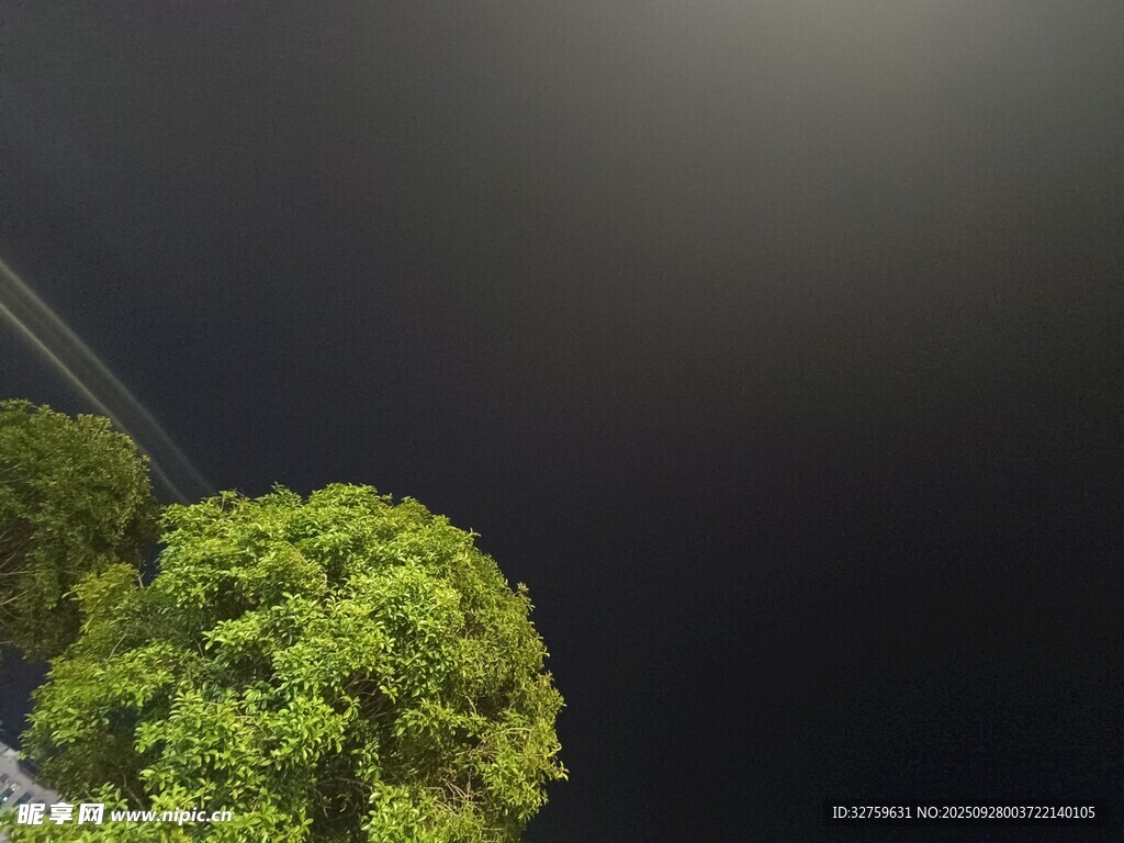 夜空下的葱郁绿树