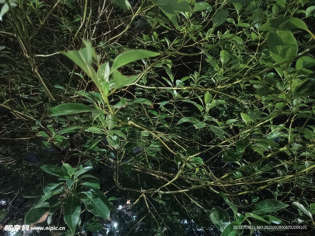 茂密丛林中的绿色植物