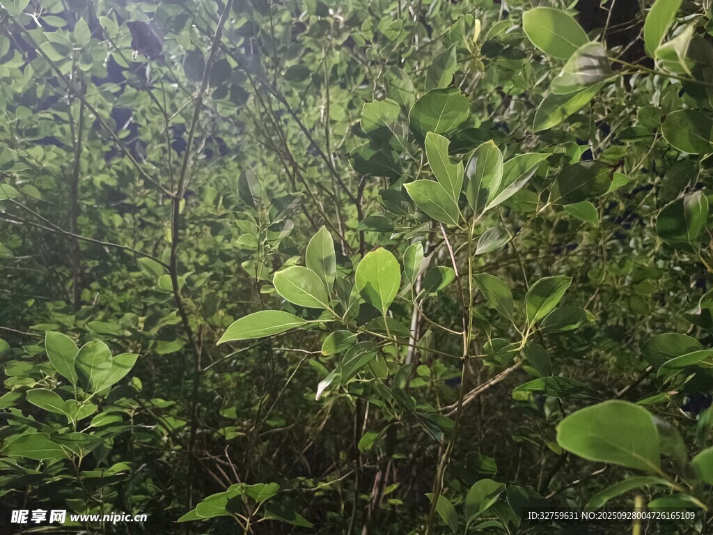 茂密丛林中的繁茂绿植