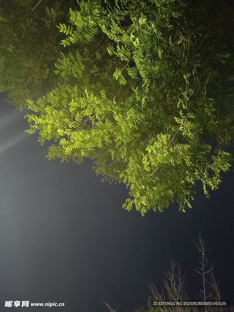 夜幕下的翠绿树冠
