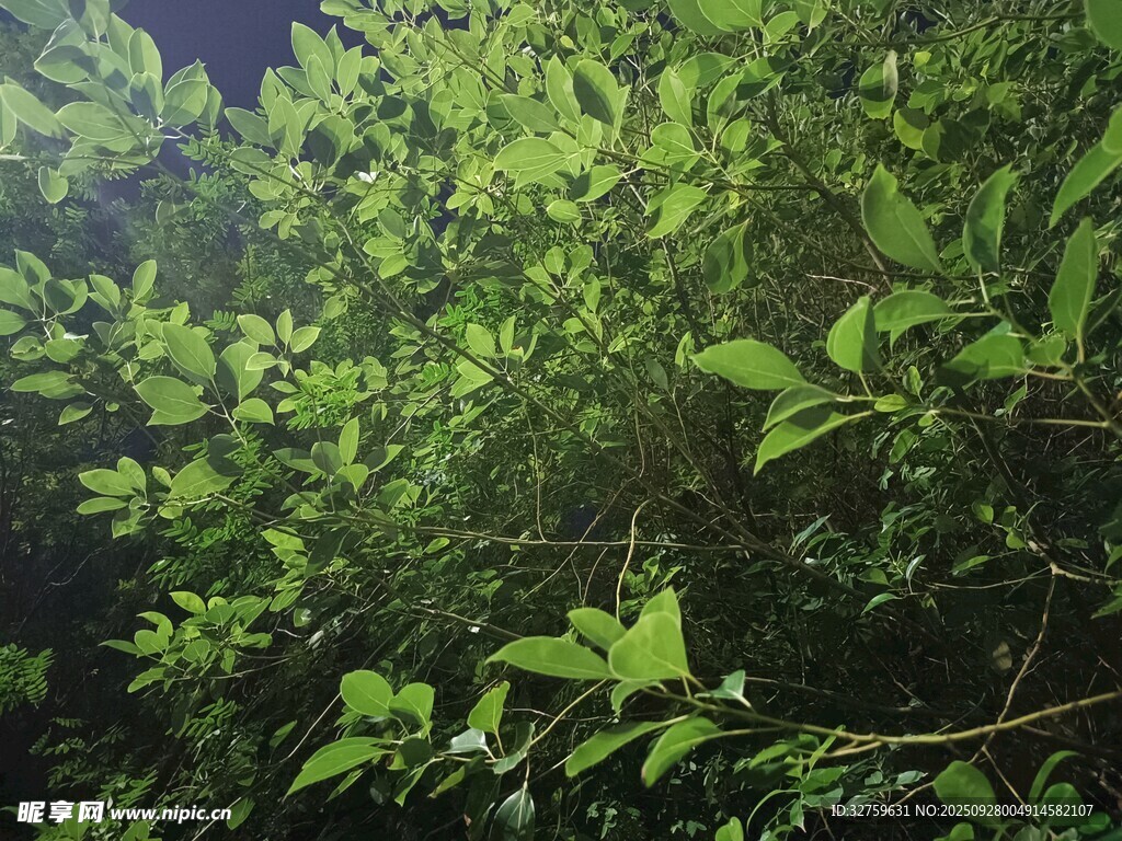 茂密绿叶的自然景象