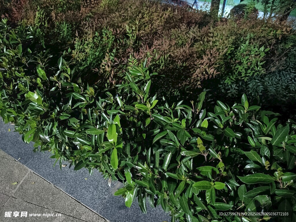 路边翠绿的灌木丛