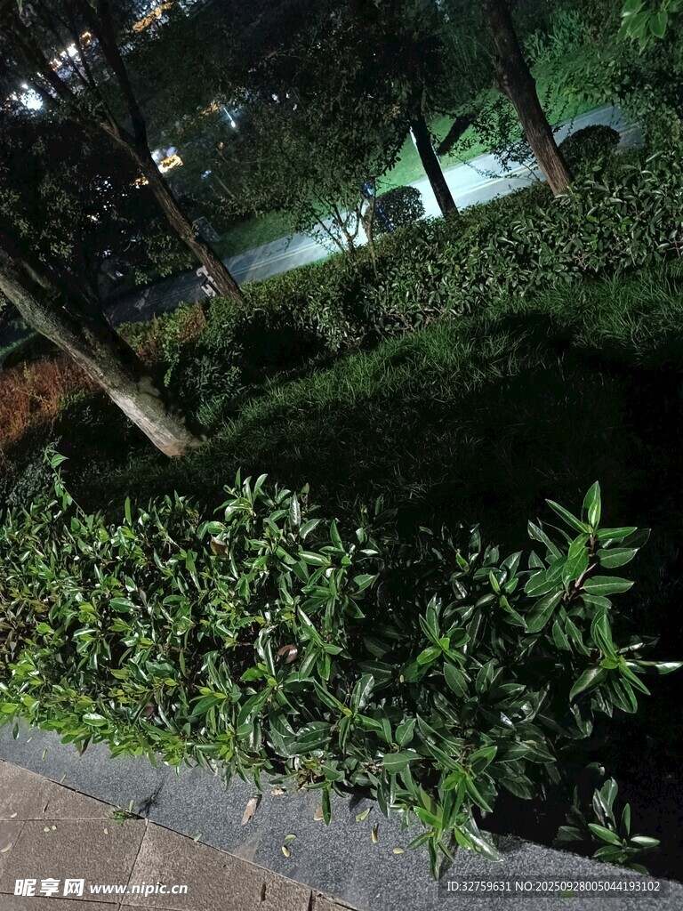 夜晚绿植景观