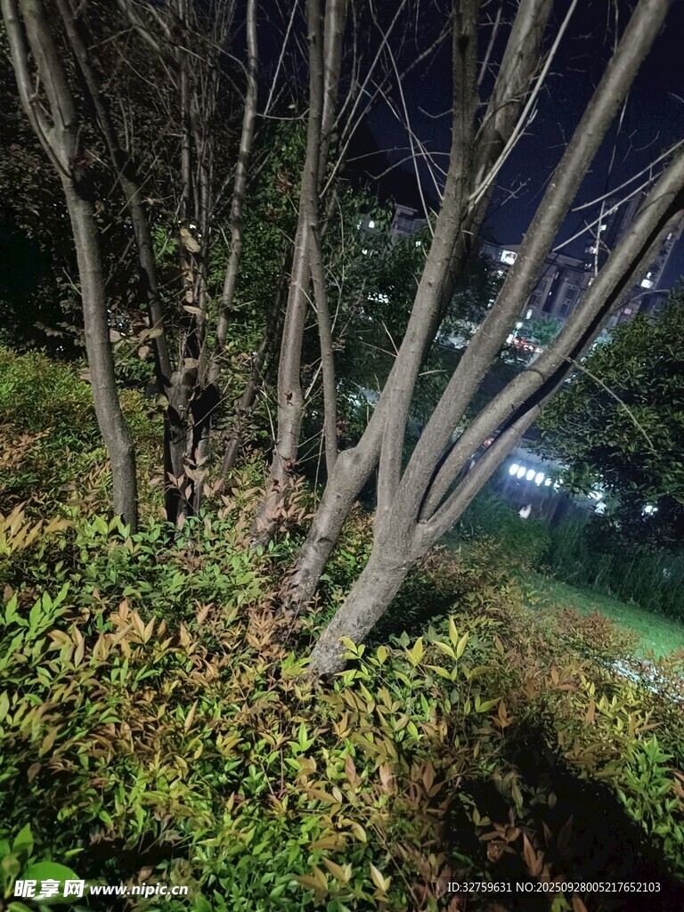 夜晚树林中的繁茂景象