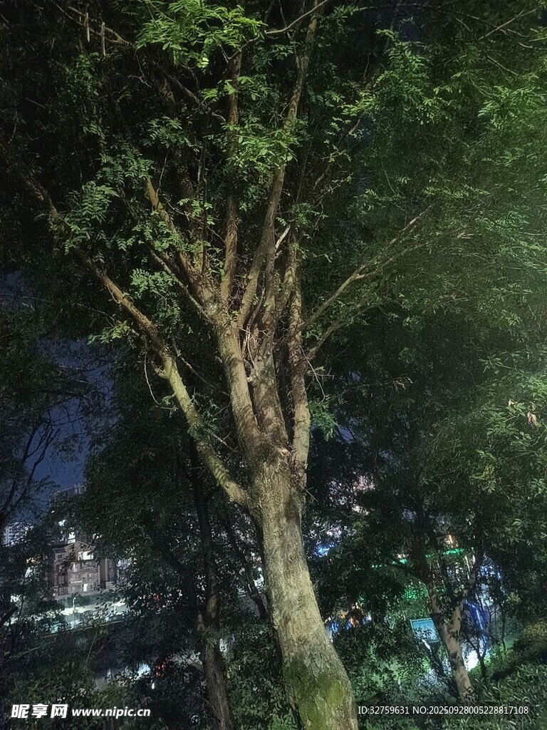 夜晚中的挺拔树木