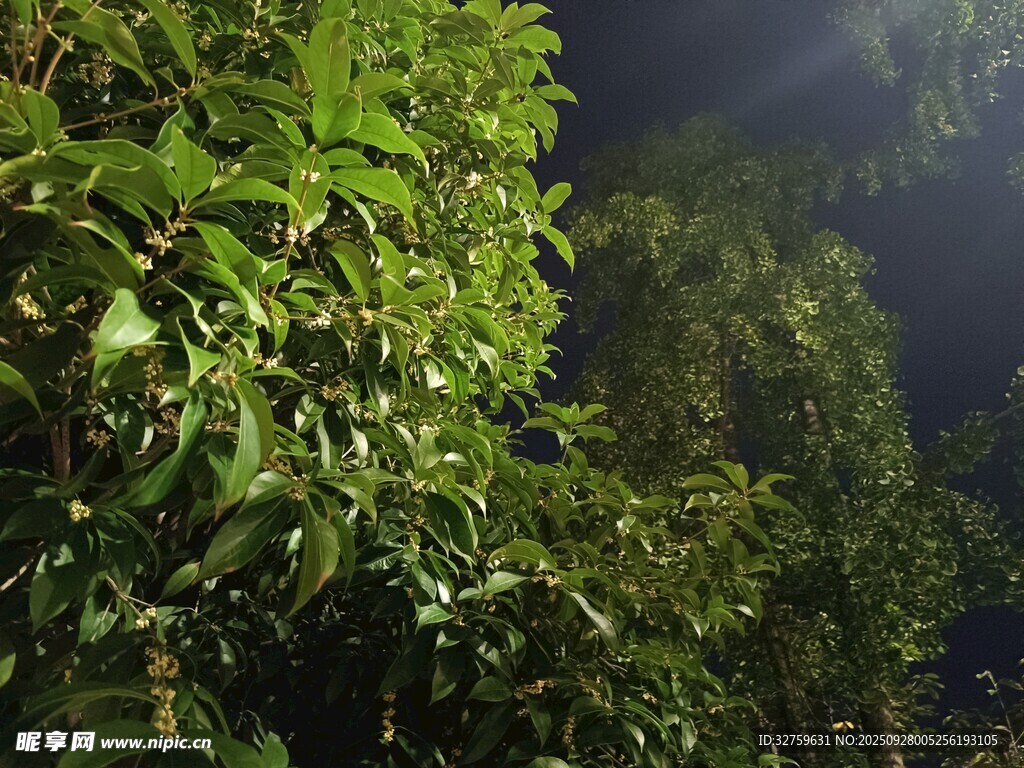 夜幕下的葱郁绿植