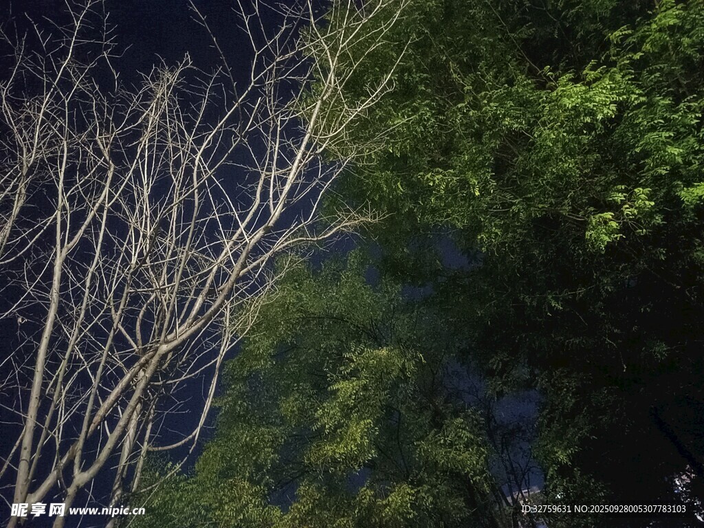 暗夜中枯树与绿树的对比