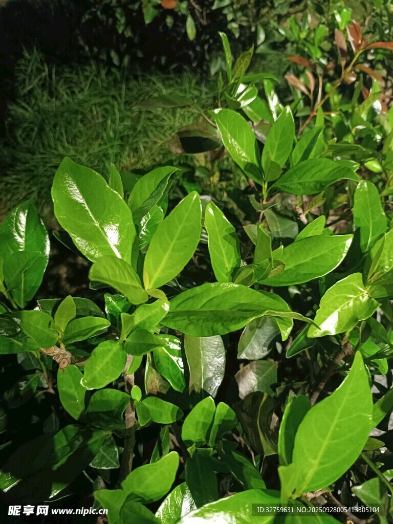 翠绿叶片的生机植物