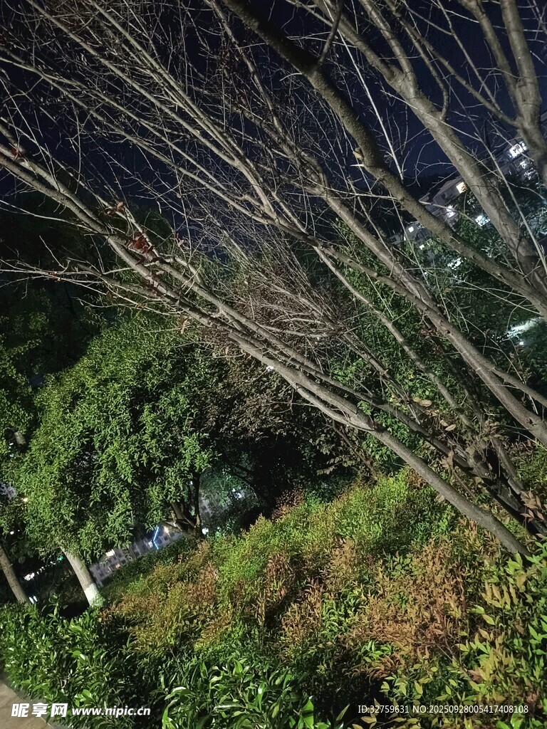 夜晚中的繁茂树林景观