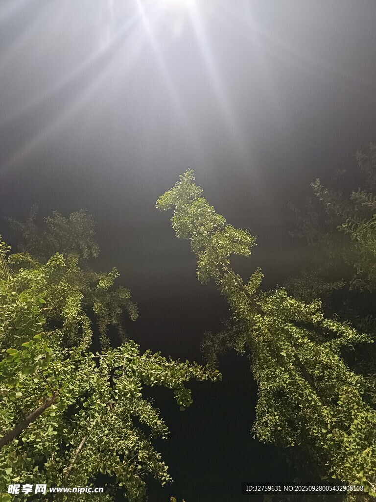 林间阳光穿透绿意盎然