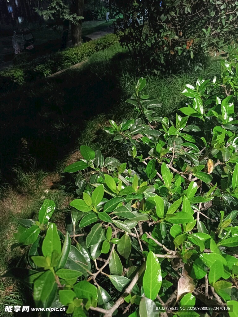 阳光下的繁茂绿植