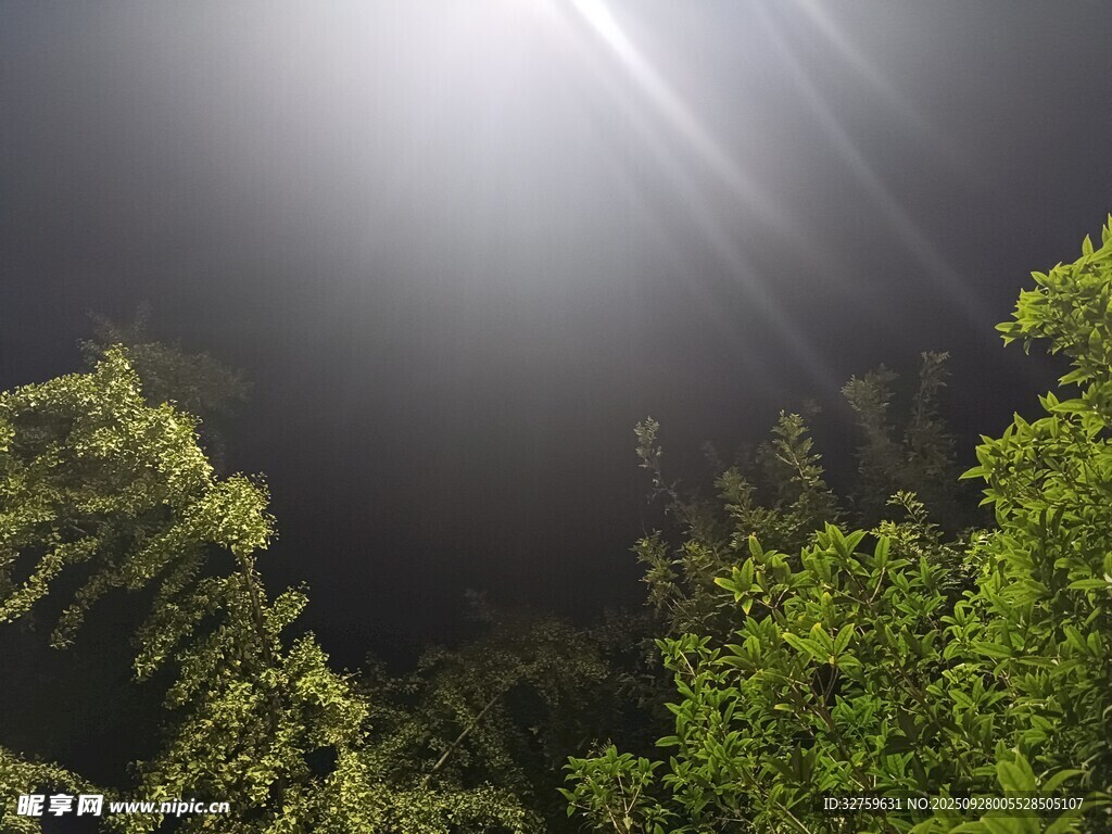 夜空中的光束穿透绿植