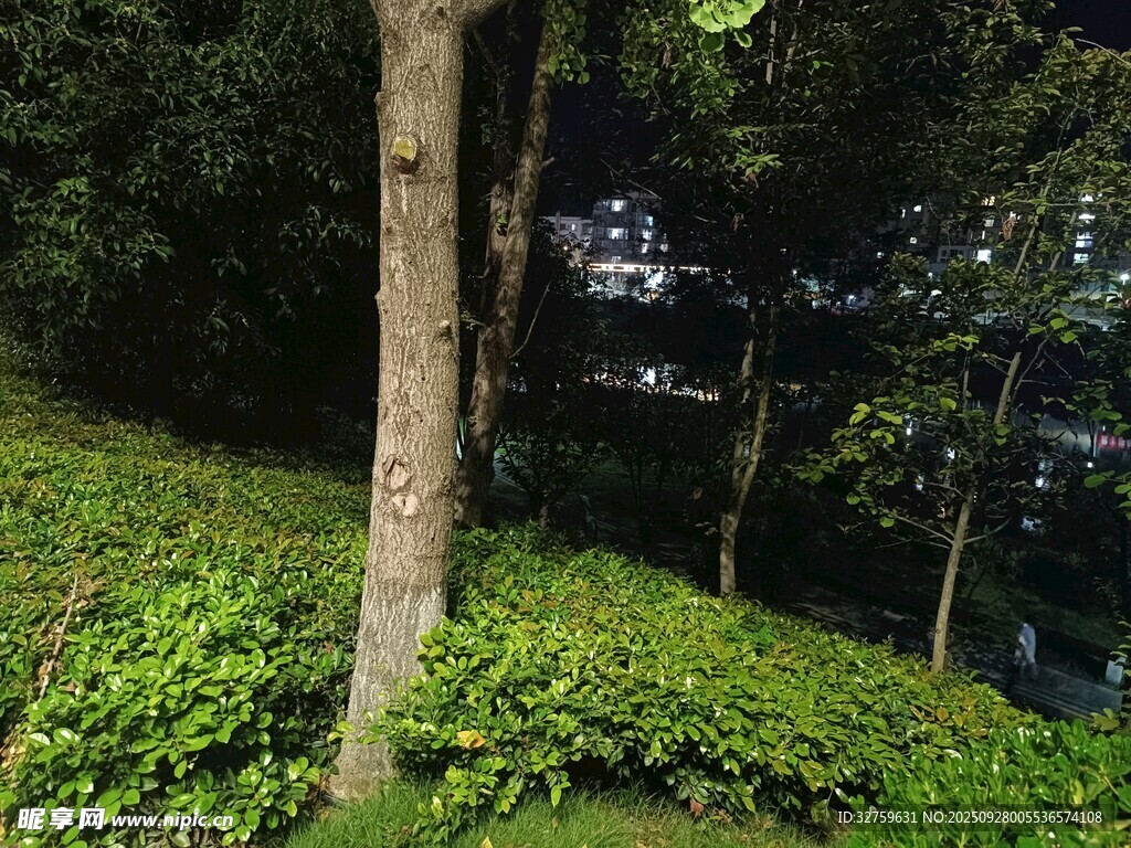 林间绿意盎然的自然景致