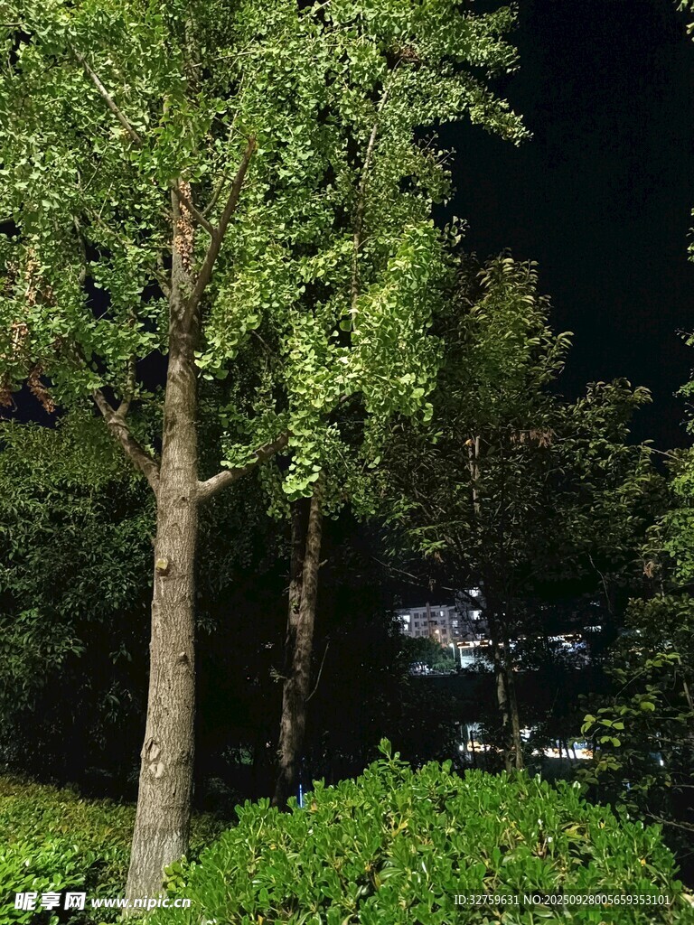 夜晚树林中的绿植景观