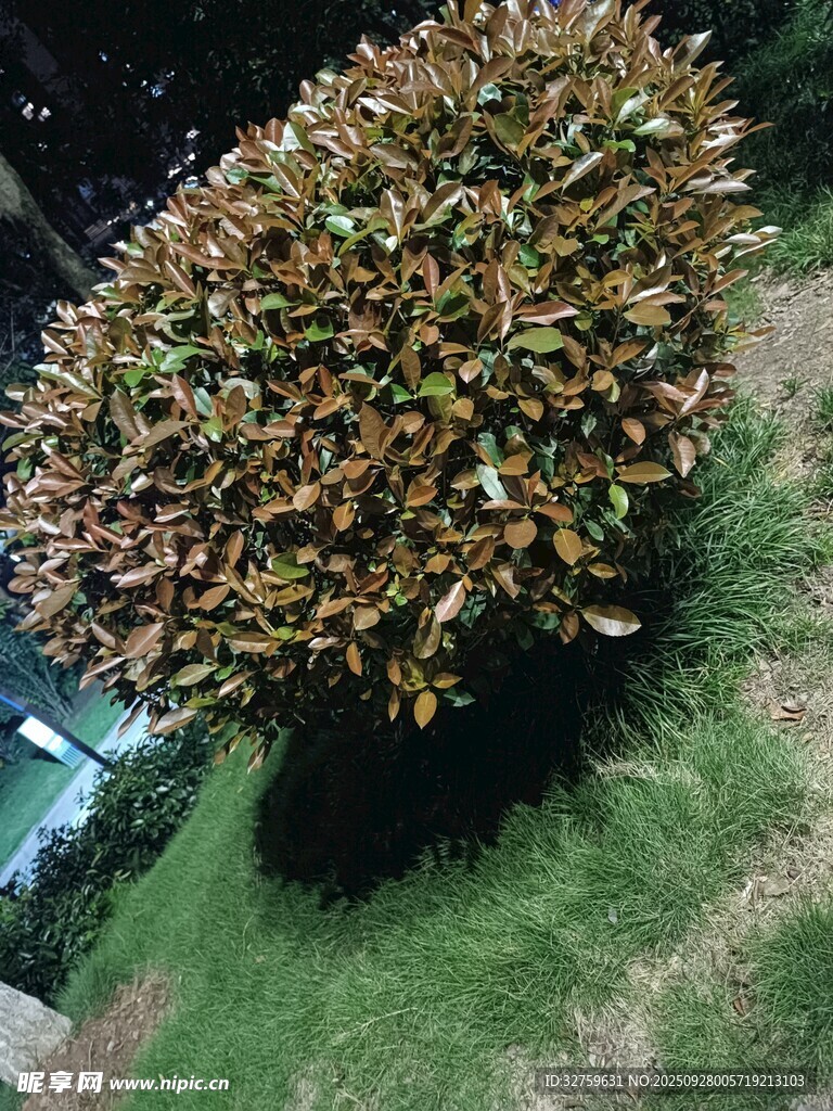 绿叶繁茂的灌木景观