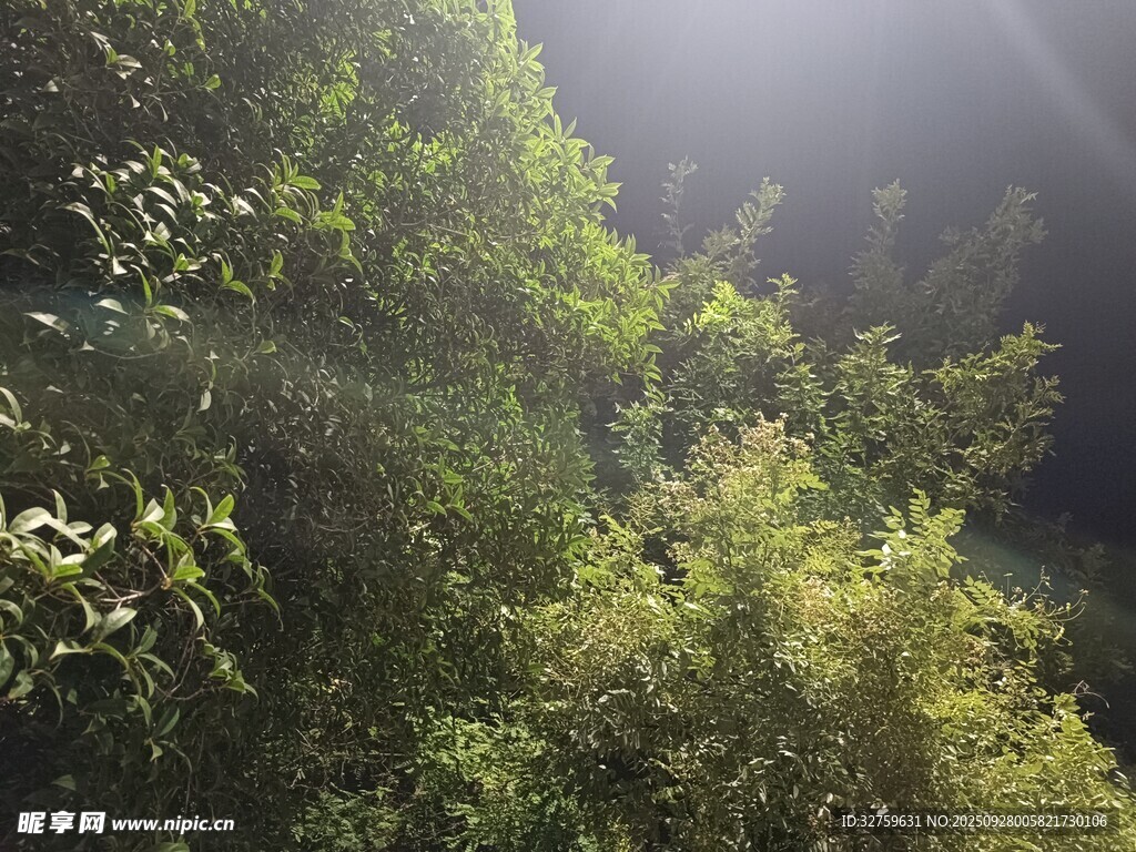 阳光洒落茂密山林