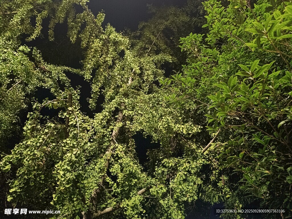 茂密山林绿意盎然