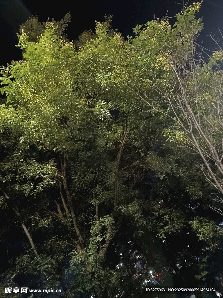 夜晚中的葱郁树木