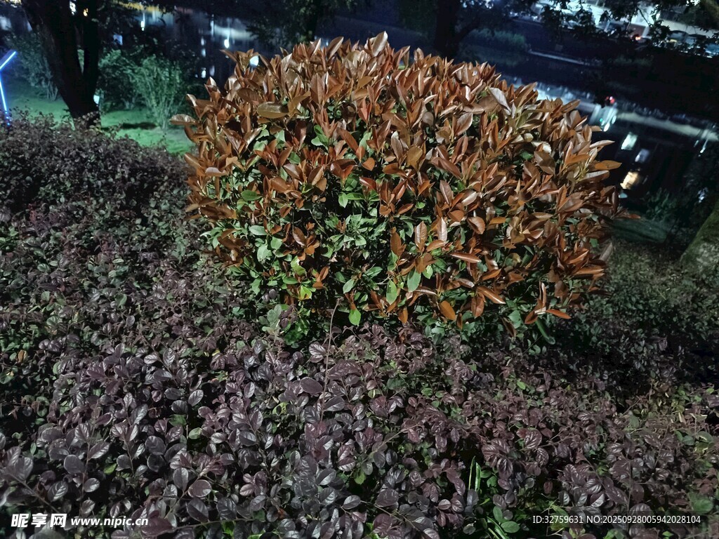 红棕色水草微距景观