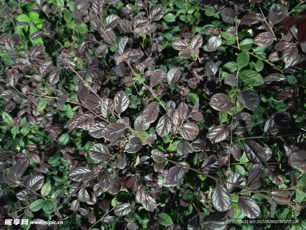 紫叶植物特写