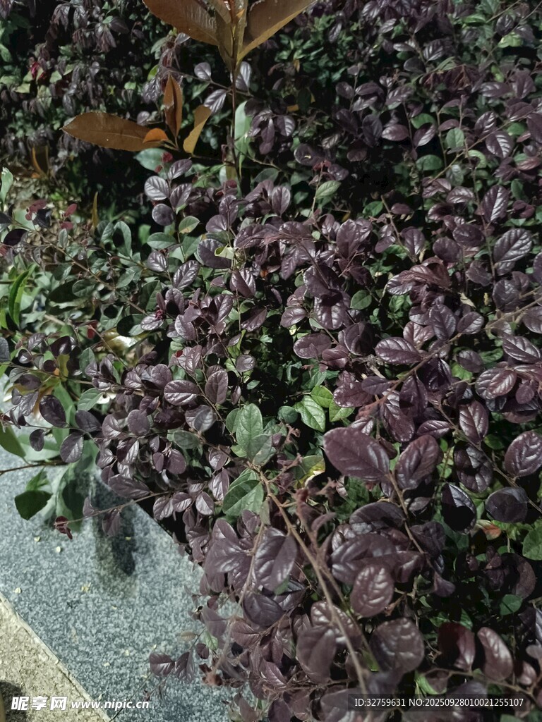 紫叶植物景观