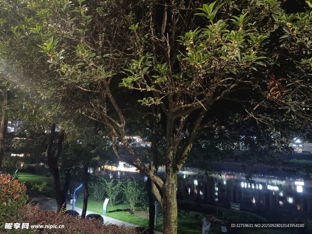 夜晚树下的城市灯光景象
