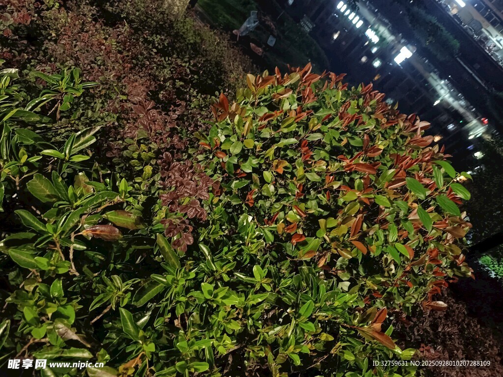 夜间绿植景观