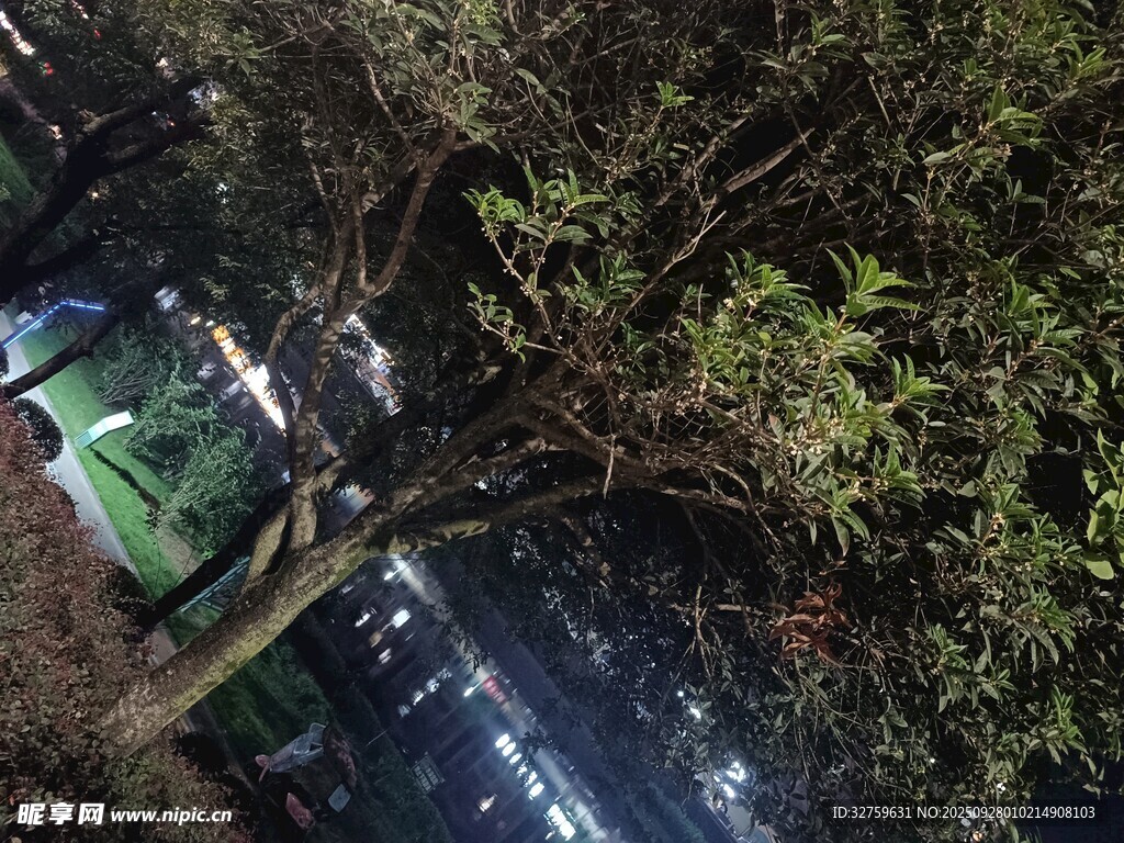 夜晚林间停放的多彩车辆