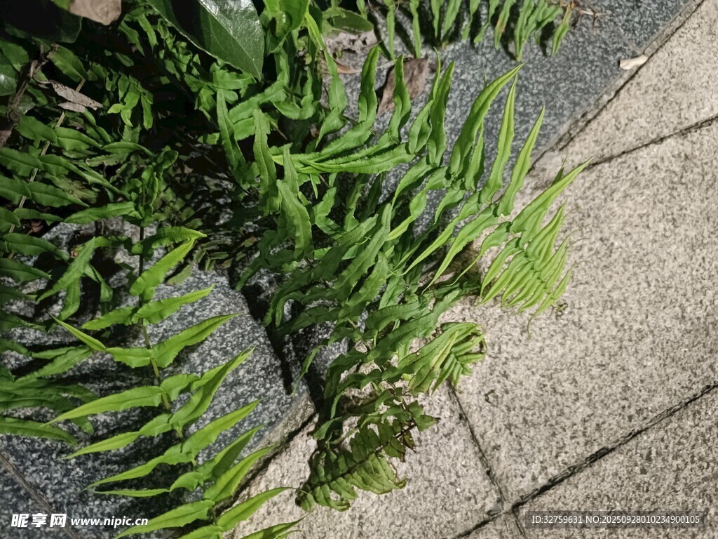 地面上的翠绿蕨类植物