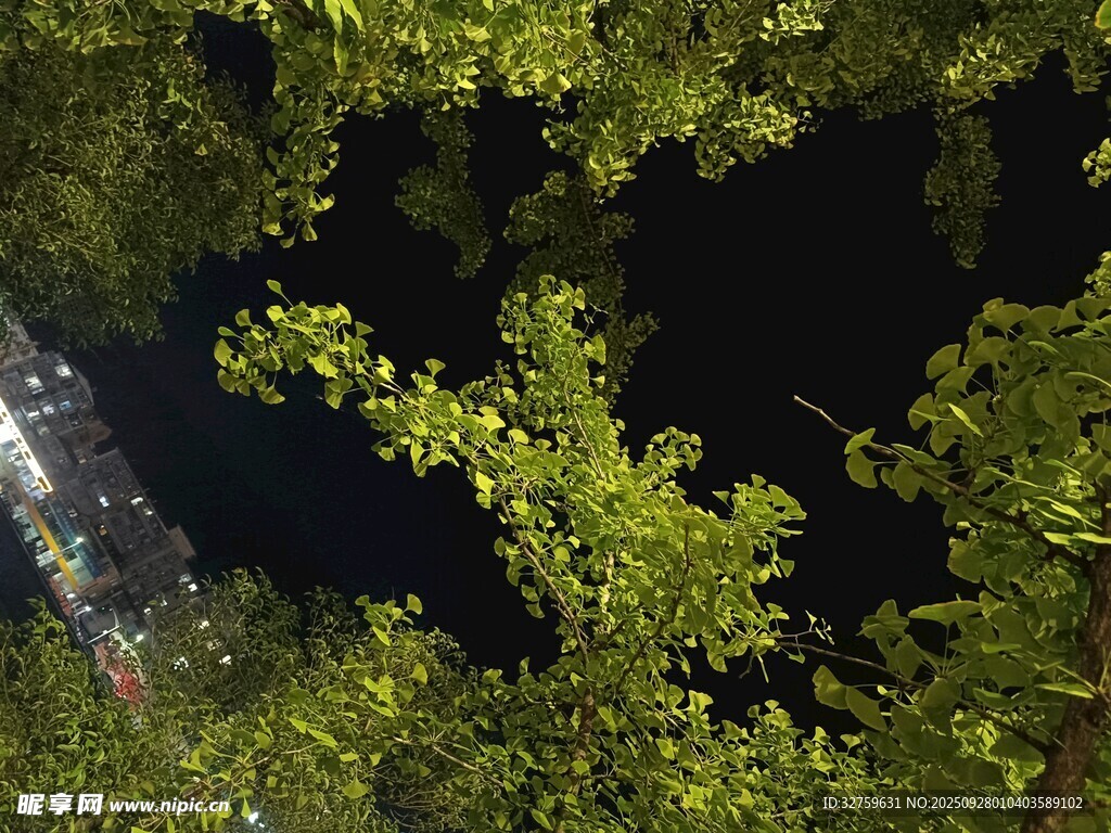 夜空下的繁茂绿树