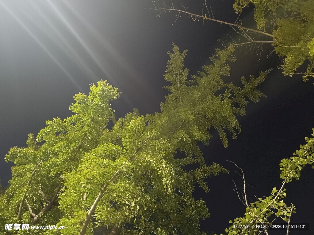 林间晨光洒绿树