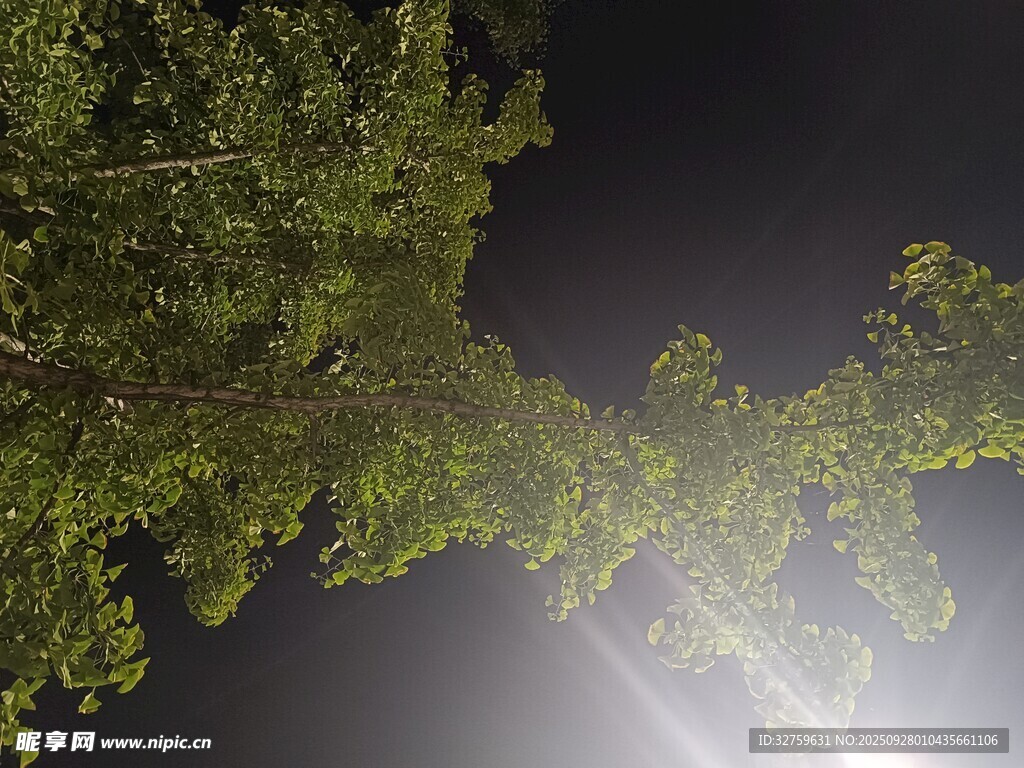 夜晚树下的光束景象