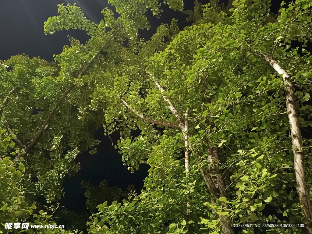 茂密森林中的葱郁树木